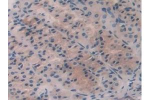 Detection of FGF15 in Rat Stomach Tissue using Polyclonal Antibody to Fibroblast Growth Factor 15 (FGF15)