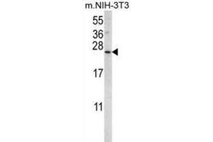 Western Blotting (WB) image for anti-Sorting Nexin 24 (SNX24) antibody (ABIN2996266)