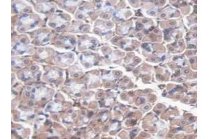 Detection of HMWK in Mouse Stomach Tissue using Polyclonal Antibody to High Molecular Weight Kininogen (HMWK)