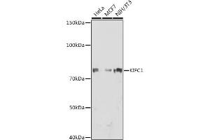 Western blot analysis of extracts of various cell lines, using KIFC1 antibody (ABIN1680485, ABIN3015039, ABIN3015040 and ABIN7101305) at 1:1000 dilution.