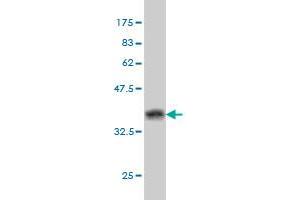 Western Blot detection against Immunogen (37. (BAG1 anticorps  (AA 241-345))