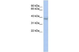 WB Suggested Anti-KLHDC8B Antibody Titration:  0. (KLHDC8B anticorps  (N-Term))