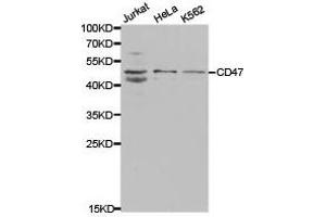 Western Blotting (WB) image for anti-CD47 (CD47) antibody (ABIN1871641) (CD47 anticorps)