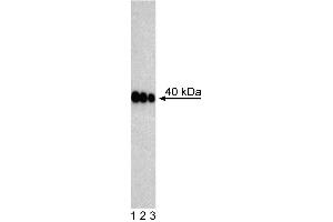 Western Blot analysis of PDX-1 in mouse pancreatic tumor (insulinoma) cell lysate. (PDX1 anticorps)