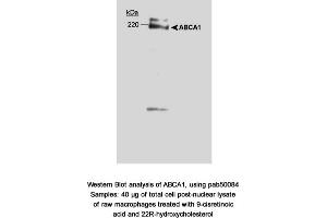 Image no. 1 for anti-ATP-Binding Cassette, Sub-Family A (ABC1), Member 1 (ABCA1) (AA 1100-1300) antibody (ABIN363393) (ABCA1 anticorps  (AA 1100-1300))