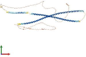 AlphaFold protein structure predicition of Human Recombinant KRT77 Protein, UniprotID Q7Z794