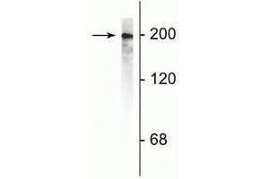 Western blot of rat cortical lysate showing specific immunolabeling of the ~200 kDa NF-H protein. (NEFH anticorps)
