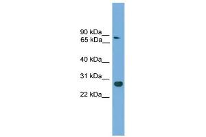 WB Suggested Anti-Cdx1 Antibody Titration:  0. (CDX1 anticorps  (C-Term))