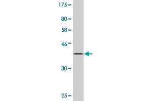 Western Blot detection against Immunogen (34.