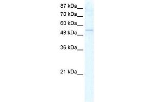 DDX19A antibody used at 2. (DDX19A anticorps)