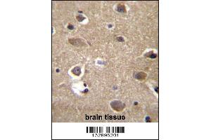 MRPL9 Antibody immunohistochemistry analysis in formalin fixed and paraffin embedded human brain tissue followed by peroxidase conjugation of the secondary antibody and DAB staining.