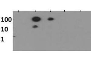 Dot Blot of Rabbit Histone H3 [Monomethyl Lys56] Antibody. (Histone 3 anticorps  (H3K56me))