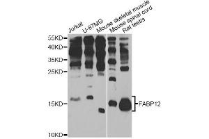 Western blot analysis of extracts of various cell lines, using FABP12 antibody (ABIN6293282) at 1:1000 dilution. (FABP12 anticorps)