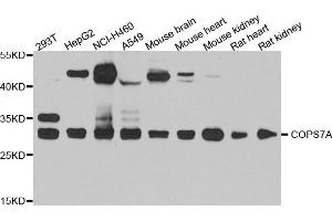 Western blot analysis of extract of various cells, using COPS7A antibody. (COPS7A anticorps)
