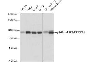 Western blot analysis of extracts of various cell lines, using p90Rsk/RSK1/RPS6K antibody (5718) at 1:1000 dilution. (RPS6KA1 anticorps  (C-Term))
