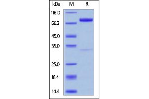 Human SIRP beta, Fc Tag on  under reducing (R) condition. (SIRP-beta Protein (AA 30-371) (Fc Tag))