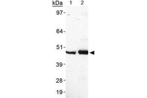Western blot analysis of PLIN5 in heart lysate using PLIN5 polyclonal antibody . (PLIN5 anticorps  (AA 300-400))