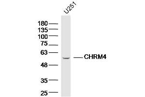 U251 lysates probed with CHRM4 Polyclonal Antibody, Unconjugated  at 1:300 dilution and 4˚C overnight incubation. (CHRM4 anticorps  (AA 131-230))