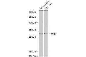 Western blot analysis of extracts of various cell lines, using WBP1 antibody (ABIN6128930, ABIN6150171, ABIN6150172 and ABIN6217128) at 1:3000 dilution.