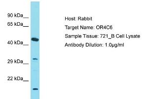 Host: Rabbit Target Name: OR4C6 Sample Tissue: Human 721_B Whole Cell Antibody Dilution: 1ug/ml (OR4C6 anticorps  (C-Term))