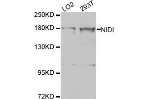 Western blot analysis of extracts of LO2 and 293T cell lines, using NID1 antibody. (Nidogen 1 anticorps)