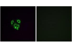 Immunofluorescence (IF) image for anti-Olfactory Receptor, Family 4, Subfamily F, Member 4 (OR4F4) (AA 256-305) antibody (ABIN2891009) (OR4F4 anticorps  (AA 256-305))