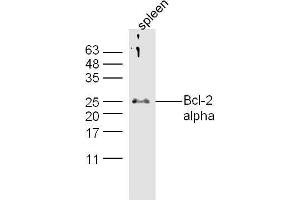 Mouse spleen lysates probed with Anti-Bcl-2 alpha Polyclonal Antibody, Unconjugated  at 1:5000 90min in 37˚C. (Bcl-2 anticorps  (AA 51-150))
