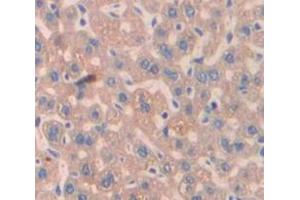 IHC-P analysis of Mouse Tissue, with DAB staining. (Peroxiredoxin 4 anticorps  (AA 14-258))