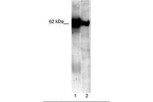 Image no. 1 for anti-Nucleobindin 1 (NUCB1) (C-Term) antibody (ABIN202570) (Nucleobindin 1 anticorps  (C-Term))