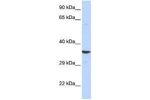Western Blotting (WB) image for anti-Acidic (Leucine-Rich) Nuclear phosphoprotein 32 Family, Member E (ANP32E) antibody (ABIN2459012) (ANP32E anticorps)