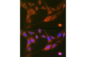 Immunofluorescence analysis of U-2 OS cells using R Rabbit mAb (ABIN7269840) at dilution of 1:100 (40x lens).