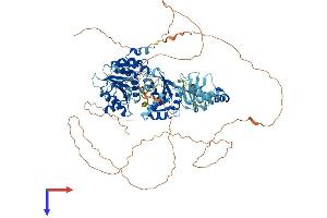 AlphaFold protein structure predicition of Mouse Recombinant Ddx21 Protein, UniprotID Q9JIK5