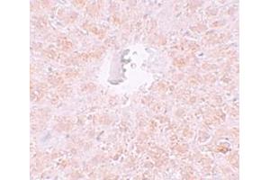 Immunohistochemistry (IHC) image for anti-Piwi-Like 1 (PIWIL1) (N-Term) antibody (ABIN1031515) (PIWIL1 anticorps  (N-Term))