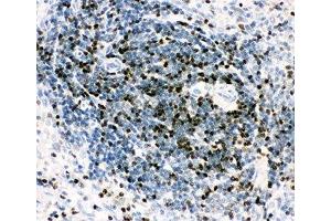 IHC-P testing of rat spleen (RUNX3 anticorps  (AA 128-270))