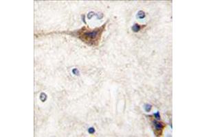 Image no. 2 for anti-Cadherin 10, Type 2 (T2-Cadherin) (CDH10) (N-Term) antibody (ABIN357004)