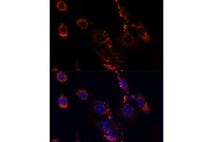 Immunofluorescence analysis of NIH/3T3 cells using MTOR antibody.