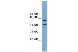 WB Suggested Anti-Elf3 Antibody Titration:  0. (ELF3 anticorps  (Middle Region))