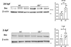 Representative western blot for Dcc at 24 hpf (left) and 2 dpf (right). (DCC anticorps  (Middle Region))