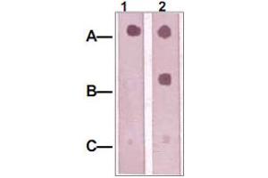 Dot Blot : 1 ug peptide was blot onto NC membrane A : IRS1 (pS312). (IRS1 anticorps)