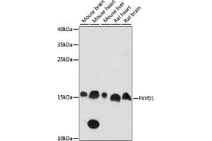 Western blot analysis of extracts of various cell lines, using FXYD1 antibody (ABIN7267278) at 1:1000 dilution.