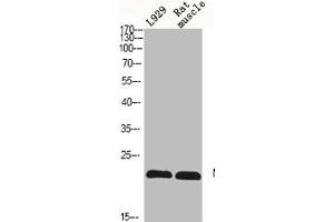 Western Blot analysis of L929 RAT-MUSLCE cells using N/H/K-Ras Polyclonal Antibody (NRAS/HRAS/KRAS anticorps  (N-Term))