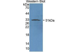 Western blot analysis of recombinant Rat NCR1. (NCR1 anticorps  (AA 17-258))