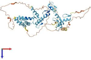 AlphaFold protein structure predicition of Human Recombinant ZSCAN21 Protein, UniprotID Q9Y5A6