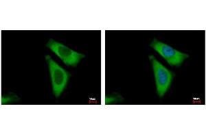ICC/IF Image RPL29 antibody detects RPL29 protein at cytoplasm by immunofluorescent analysis. (RPL29 anticorps)