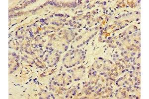 Immunohistochemistry of paraffin-embedded human pancreatic tissue using ABIN7158760 at dilution of 1:100