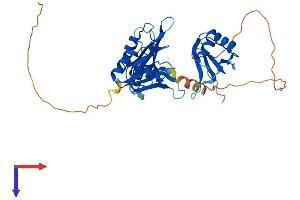 AlphaFold protein structure predicition of Mouse Recombinant Elavl2 Protein, UniprotID Q60899