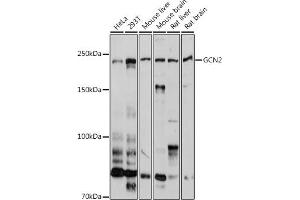 Western blot analysis of extracts of various cell lines, using GCN2 antibody (ABIN6127830, ABIN6140032, ABIN6140034 and ABIN6222976) at 1:1000 dilution. (GCN2 anticorps  (AA 1-300))