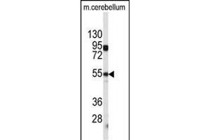 Western blot analysis of CPE antibody (C-term) (ABIN392011 and ABIN2841790) in mouse cerebellum tissue lysates (35 μg/lane). (CPE anticorps  (C-Term))