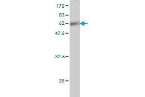 Western Blot detection against Immunogen (61.