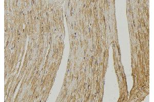 ABIN6272572 at 1/100 staining Mouse muscle tissue by IHC-P. (COX6A2 anticorps  (Internal Region))